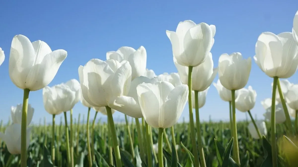 Hình Ảnh Hoa Tulip Tuyển Tập Ảnh Đẹp Nhất Tháng 3 · ảnh 1