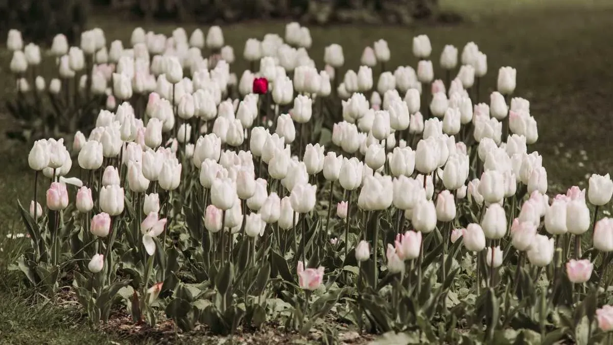 Hình Ảnh Hoa Tulip Tuyển Tập Ảnh Đẹp Nhất Tháng 3 · ảnh 2
