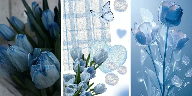 Hình Ảnh Hoa Tulip Tuyển Tập Ảnh Đẹp Nhất Tháng 3 · ảnh 3