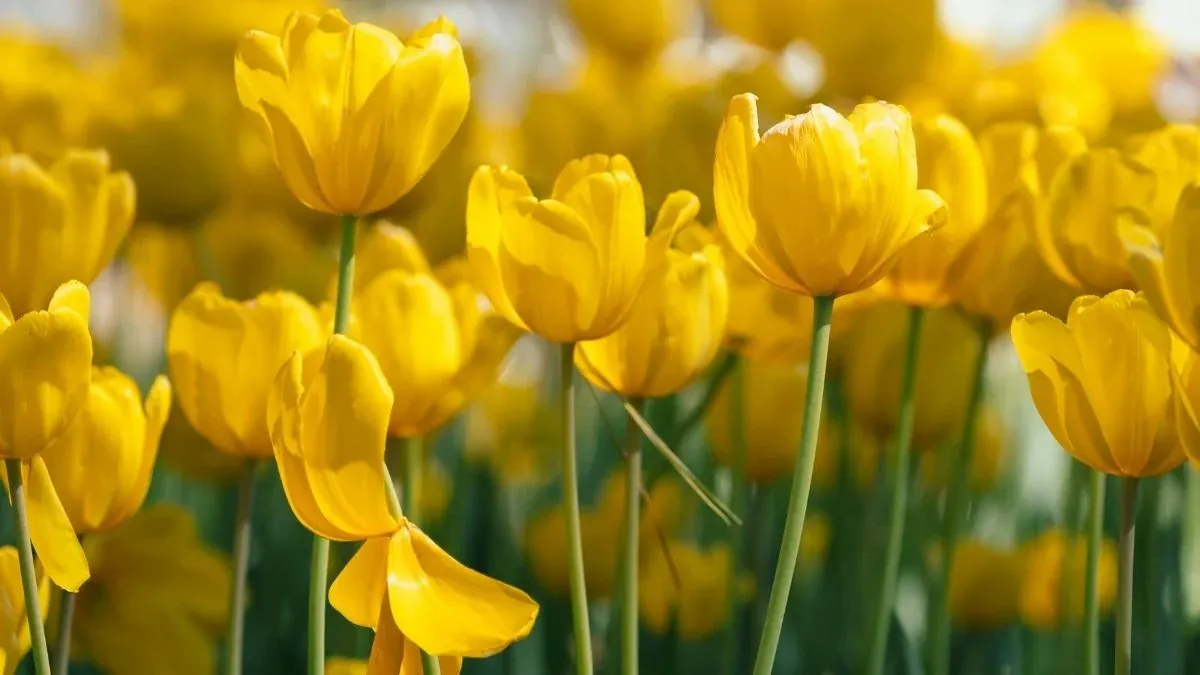 Hình Ảnh Hoa Tulip Tuyển Tập Ảnh Đẹp Nhất Tháng 3