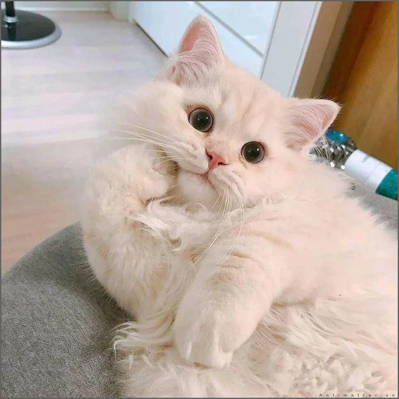 Hình mèo cute — tổng hợp ảnh đẹp cập nhật 2026 · ảnh 1