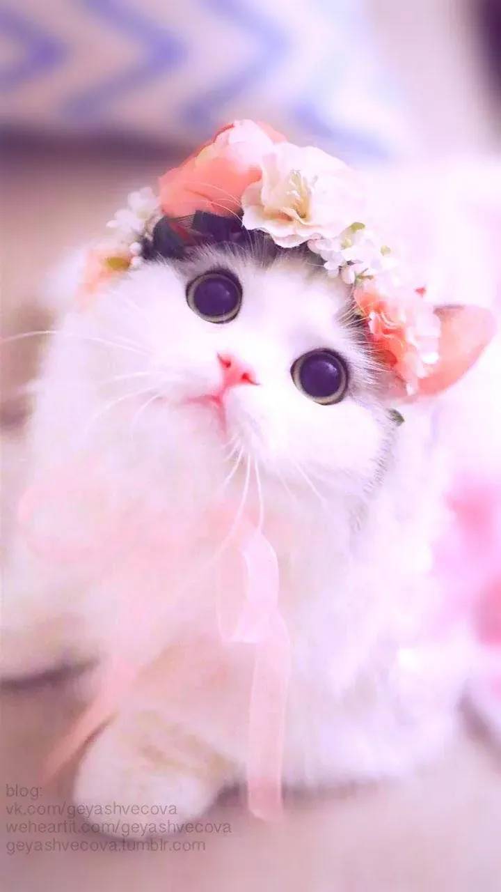 Hình mèo cute — tổng hợp ảnh đẹp cập nhật 2026 · ảnh 2